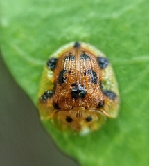 Laccoptera nepalensis