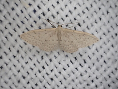 Idaea philocosma