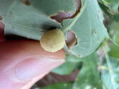 Acraspis pezomachoides