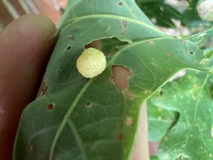 Acraspis pezomachoides