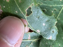 Acraspis pezomachoides