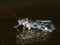 Barea codrella