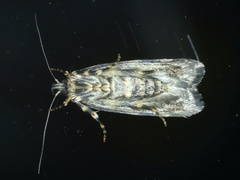 Barea codrella