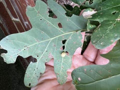 Acraspis pezomachoides