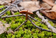 Galerina paludosa