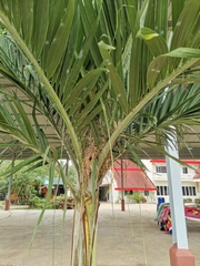 Lonchura punctulata topela