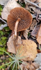 Galerina paludosa