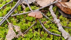 Galerina paludosa