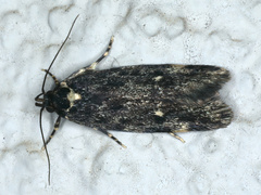 Barea codrella