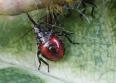 Asopinae