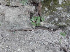 Zamenis scalaris