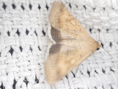 Helicoverpa punctigera