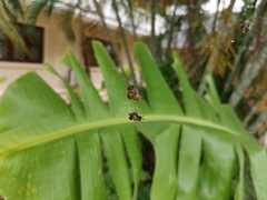 Gasteracanthinae