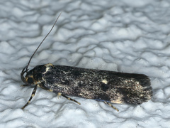 Barea codrella
