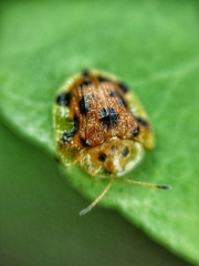 Laccoptera nepalensis