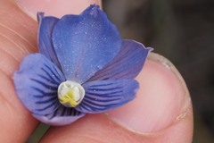 Thelymitra cyanea