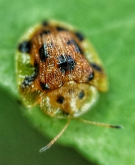 Laccoptera nepalensis