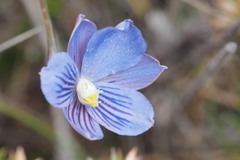 Thelymitra cyanea