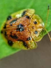Laccoptera nepalensis