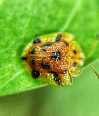 Laccoptera nepalensis