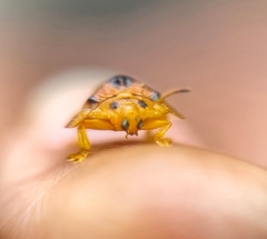 Laccoptera nepalensis