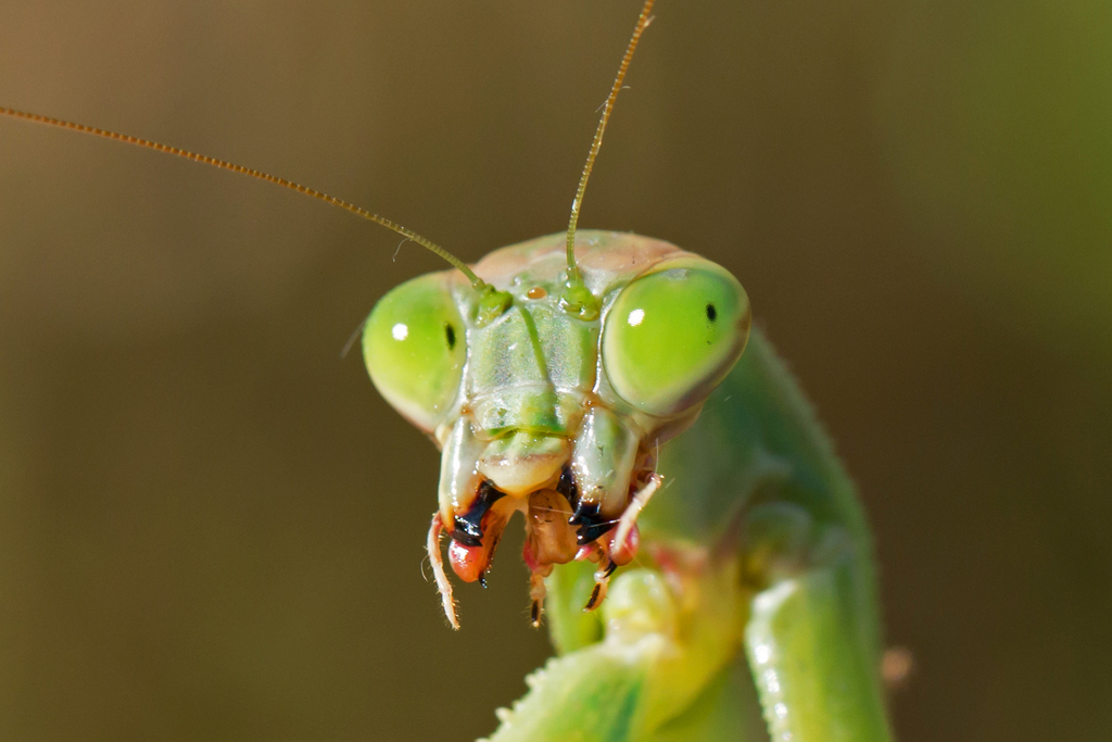 Chinese Mantis
