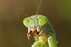 Chinese Mantis