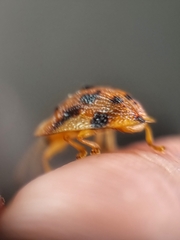 Laccoptera nepalensis