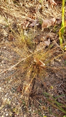 Bulbostylis capillaris