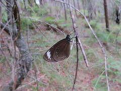 Euploea tulliolus