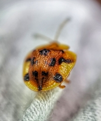 Laccoptera nepalensis