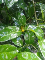 Salacia