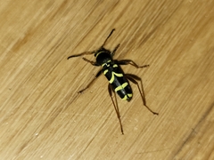 Clytus arietis