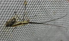 Neoptychodes trilineatus