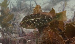 Notolabrus gymnogenis