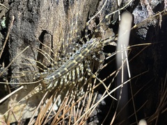 Allothereua maculata