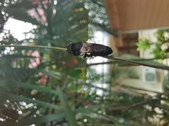 Megachile disjuncta