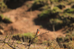 Sitana marudhamneydhal