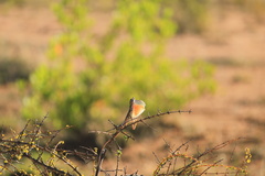 Sitana marudhamneydhal
