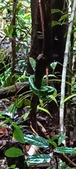 Tropidolaemus subannulatus