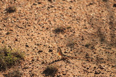 Sitana marudhamneydhal