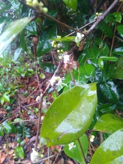 Aneulophus africanus