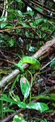 Tropidolaemus subannulatus