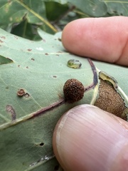 Acraspis pezomachoides