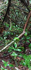 Tropidolaemus subannulatus