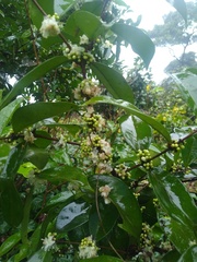 Aneulophus africanus