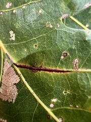 Acraspis pezomachoides