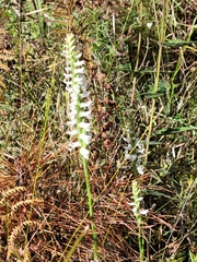 Spiranthes