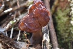 Gyromitra antarctica