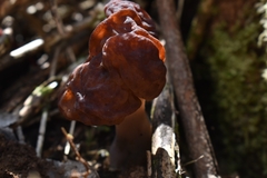 Gyromitra antarctica